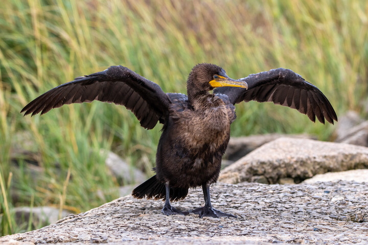 Double-crested Cormorant